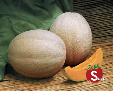 Aphrodite Hybrid Cantaloupe Seeds